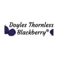 Planting Thornless Blackberries | Offering A Delightful Addition To Any Garden
